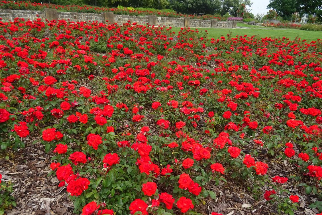Rosengarten in der Gedenkstätte in Lidice